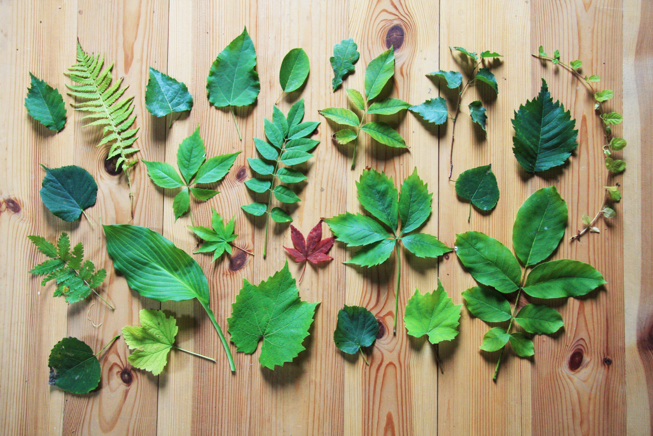 Summer leaves_Joanna Pongowska